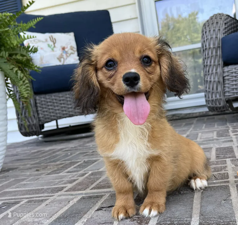 Spencer-Cavacorgi – Pembroke Welsh Corgi, Cavalier King Charles Spaniel puppy for sale in Moravia, IA