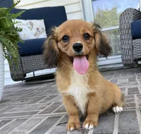 Spencer-Cavacorgi, a male Pembroke Welsh Corgi and Cavalier King Charles Spaniel for sale in Moravia, IA – 1 of 7