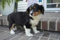 Palmer-Cavacorgi, a female Pembroke Welsh Corgi and Cavalier King Charles Spaniel for sale in Moravia, IA – 3 of 10