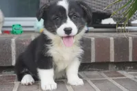 Deci, a female Pembroke Welsh Corgi for sale in Moravia, IA – 4 of 4