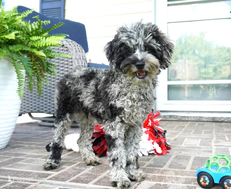 Malia – Poodle - Toy  puppy for sale in Moravia, IA