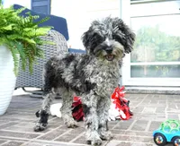 Malia, a female Poodle - Toy  for sale in Moravia, IA – 1 of 10