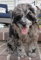 Malia, a female Poodle - Toy  for sale in Moravia, IA – 5 of 10
