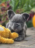 Rori-Fluffy AKC, a female French Bulldog for sale in Moravia, IA – 5 of 6