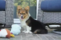 Clyde-AKC Fluffy, a male Pembroke Welsh Corgi for sale in Moravia, IA – 2 of 8