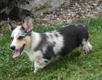 Decklin, a male Pembroke Welsh Corgi for sale in Moravia, IA – 5 of 8
