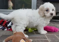 Trinity, a female Cavapoo for sale in Moravia, IA – 3 of 4