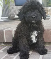 Talia, a female Cavapoo for sale in Moravia, IA – 2 of 4