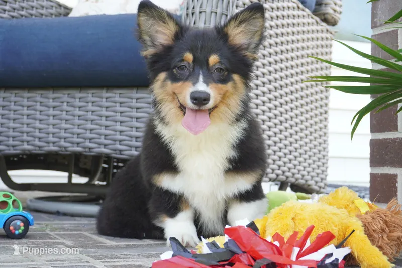 Cherry-AKC Fluffy – Pembroke Welsh Corgi puppy for sale in Moravia, IA