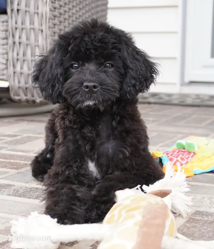 kelly-F1b – Cavapoo puppy for sale in Moravia, IA