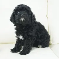 kelly-F1b, a female Cavapoo for sale in Moravia, IA – Photo 2 of 3