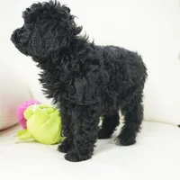 kelly-F1b, a female Cavapoo for sale in Moravia, IA – Photo 3 of 3