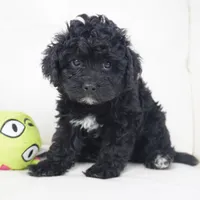 kelly-F1b, a female Cavapoo for sale in Moravia, IA – Photo 1 of 3