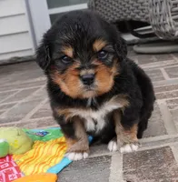Sonya, a female Pembroke Welsh Corgi and Cavalier King Charles Spaniel for sale in Moravia, IA – Photo 1 of 5