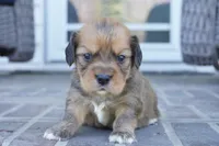 Sonya, a female Pembroke Welsh Corgi and Cavalier King Charles Spaniel for sale in Moravia, IA – Photo 5 of 5