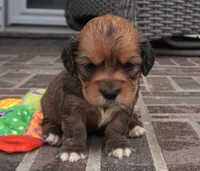 Sonya, a female Pembroke Welsh Corgi and Cavalier King Charles Spaniel for sale in Moravia, IA – Photo 3 of 5