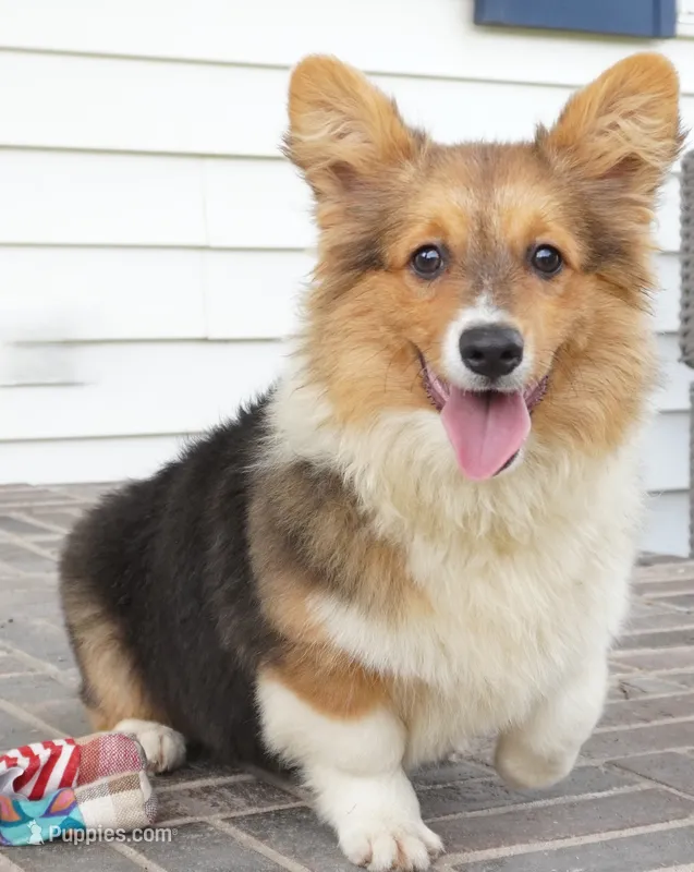 Clyde-Fluffy AKC – Pembroke Welsh Corgi puppy for sale in Moravia, IA