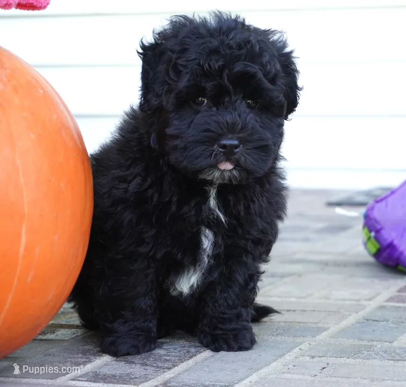 Phin – Sheepadoodle puppy for sale in Moravia, IA