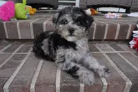 Rylee, a female Poodle - Toy  for sale in Moravia, IA – 7 of 8