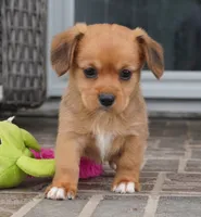 Sonya-Cavacorgi, a female Pembroke Welsh Corgi and Cavalier King Charles Spaniel for sale in Moravia, IA – 2 of 4