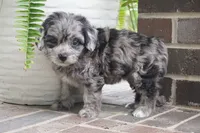 Trixie, a female Cavapoo for sale in Moravia, IA – 1 of 4