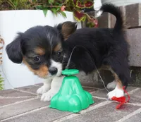 Poppy, a female Pembroke Welsh Corgi and Cavalier King Charles Spaniel for sale in Moravia, IA – 7 of 8