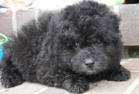 Porky-Mini F1b, a male Sheepadoodle for sale in Moravia, IA – 2 of 2