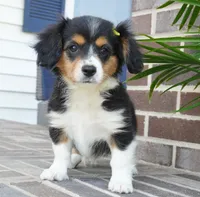 Posey, a female Pembroke Welsh Corgi and Cavalier King Charles Spaniel for sale in Moravia, IA – 2 of 8