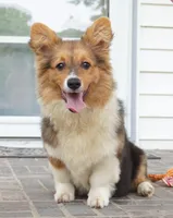 Clyde-Fluffy AKC, a male Pembroke Welsh Corgi for sale in Moravia, IA – 3 of 3