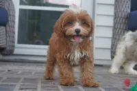 Teagan, a female Cavapoo for sale in Moravia, IA – 5 of 10