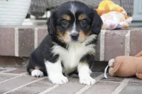 Palmer-Cavacorgi, a female Pembroke Welsh Corgi and Cavalier King Charles Spaniel for sale in Moravia, IA – 4 of 6