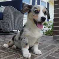 Decklin, a male Pembroke Welsh Corgi for sale in Moravia, IA – 7 of 8