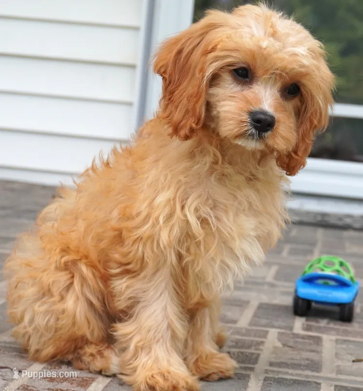Tiago – Cavapoo puppy for sale in Moravia, IA