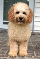 Marccen, a male Poodle - Toy  for sale in Moravia, IA – 2 of 10