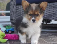 Clyde-AKC Fluffy, a male Pembroke Welsh Corgi for sale in Moravia, IA – Photo 4 of 4