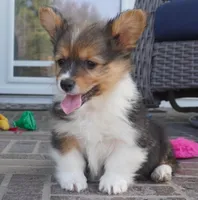 Clyde-AKC Fluffy, a male Pembroke Welsh Corgi for sale in Moravia, IA – Photo 3 of 4
