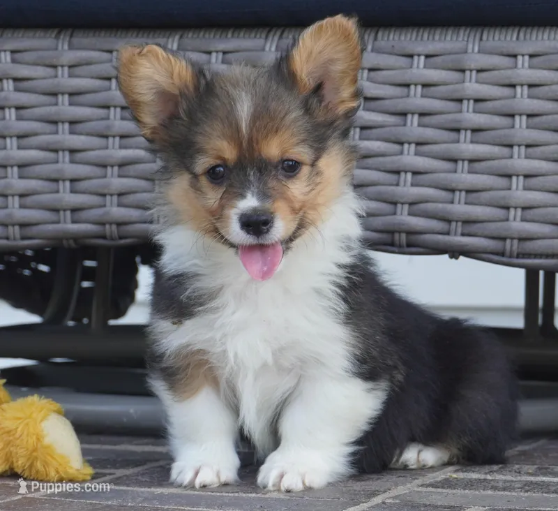 Clyde-AKC Fluffy – Pembroke Welsh Corgi puppy for sale in Moravia, IA