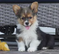 Clyde-AKC Fluffy, a male Pembroke Welsh Corgi for sale in Moravia, IA – Photo 1 of 4