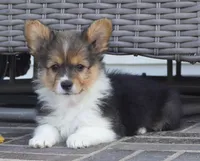 Clyde-AKC Fluffy, a male Pembroke Welsh Corgi for sale in Moravia, IA – Photo 2 of 4