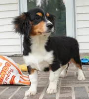 Posey, a female Pembroke Welsh Corgi and Cavalier King Charles Spaniel for sale in Moravia, IA – 2 of 9