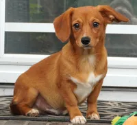 Sawyer-Cavacorgi, a female Pembroke Welsh Corgi and Cavalier King Charles Spaniel for sale in Moravia, IA – 2 of 10
