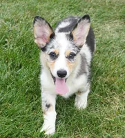 Decklin, a male Pembroke Welsh Corgi for sale in Moravia, IA – 3 of 8