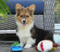 Clyde-AKC Fluffy, a male Pembroke Welsh Corgi for sale in Moravia, IA – 3 of 8
