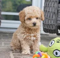 Mikey, a male Poodle - Toy  for sale in Moravia, IA – 4 of 4