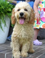 Marccen, a male Poodle - Toy  for sale in Moravia, IA – 2 of 10