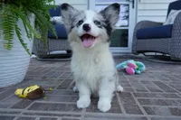 Danni Girl-fluffy, a female Pembroke Welsh Corgi for sale in Moravia, IA – 7 of 10