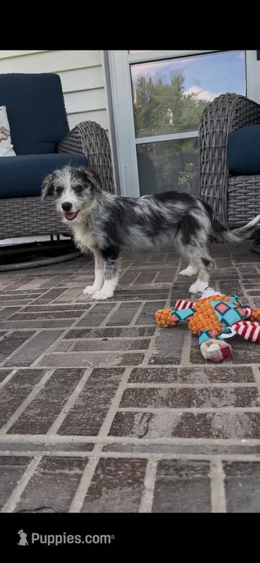 Cici-Corgipoo – Pembroke Welsh Corgi, Poodle - Toy  puppy for sale in Moravia, IA