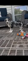Cici-Corgipoo, a female Pembroke Welsh Corgi and Poodle - Toy  for sale in Moravia, IA – 1 of 5