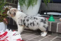 Dawson, a male Pembroke Welsh Corgi for sale in Moravia, IA – 3 of 5