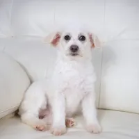 CASSIDY, a female Pembroke Welsh Corgi and Poodle - Toy  for sale in Moravia, IA – Photo 10 of 10